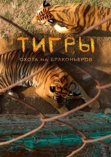 Тигры: Охота на браконьеров