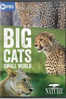 Большие кошки, маленький мир