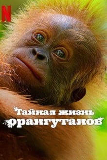 Тайная жизнь орангутанов