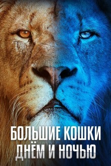 Большие кошки днём и ночью